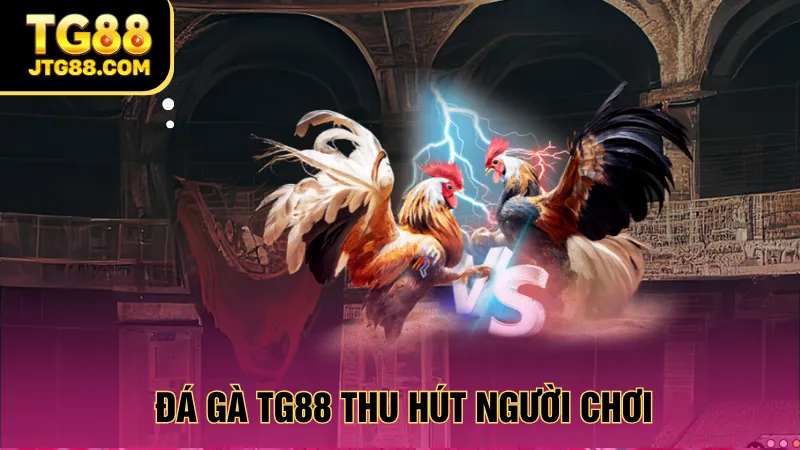 đá gà tg88